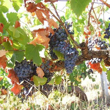 Agriturismo Locoe أوليينا المظهر الخارجي الصورة